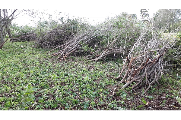 Mežizstrāde un mežkopība. Teritoriju sakopšana, koku izzāģēšana, zāles pļaušana un mulčēšana, zaru šķeldošana