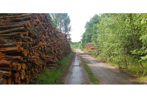 "AlderWood", SIA, Mežizstrāde Kurzemē