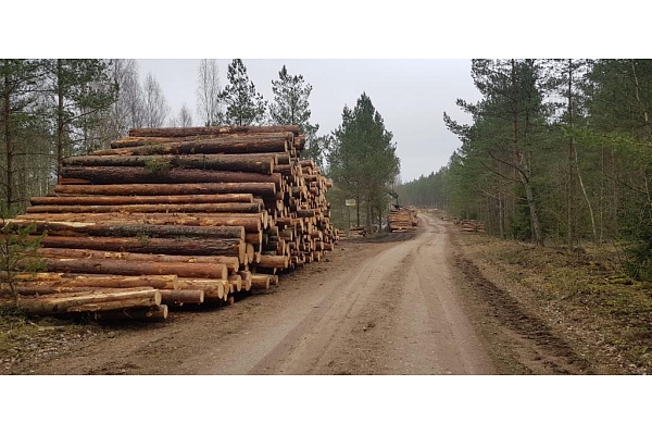 "AlderWood", SIA, Mežizstrāde Kurzemē