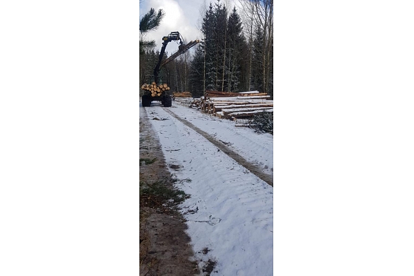 "AlderWood", SIA, Mežizstrāde Kurzemē