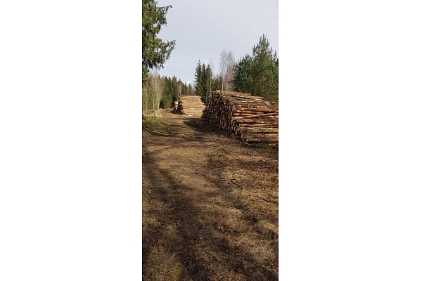 "AlderWood", SIA, Mežizstrāde Kurzemē