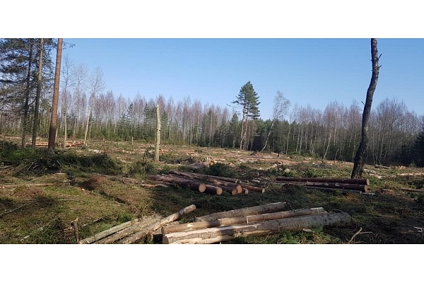 "AlderWood", SIA, Mežizstrāde Kurzemē