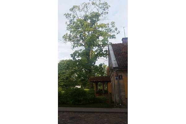 Bīstamo koku zāģēšana, koku kopšana, arborists