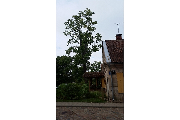 Bīstamo koku zāģēšana, koku kopšana, arborists