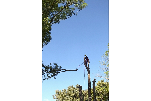 Bīstamo koku zāģēšana, koku kopšana, arborists