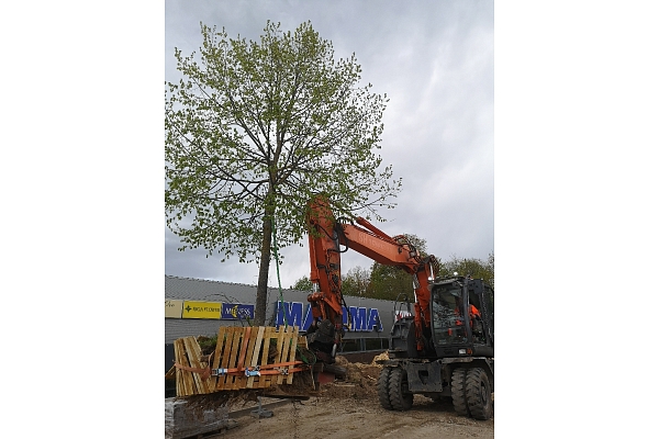 Bīstamo koku zāģēšana, koku kopšana, arborists