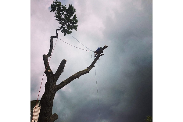 Bīstamo koku zāģēšana, koku kopšana, arborists