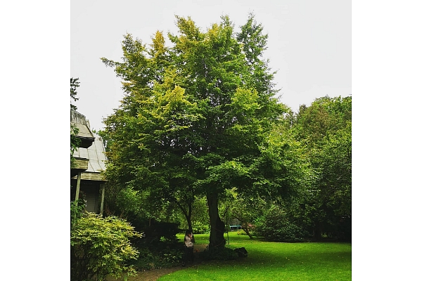 Bīstamo koku zāģēšana, koku kopšana, arborists