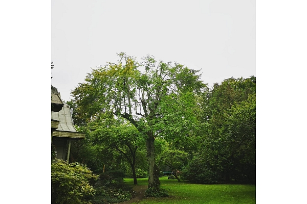 Bīstamo koku zāģēšana, koku kopšana, arborists