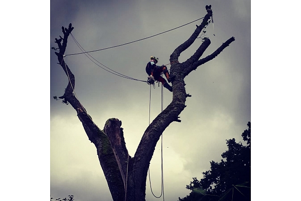 Bīstamo koku zāģēšana, koku kopšana, arborists