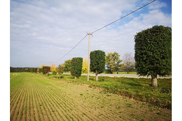 Bīstamo koku zāģēšana, koku kopšana, arborists