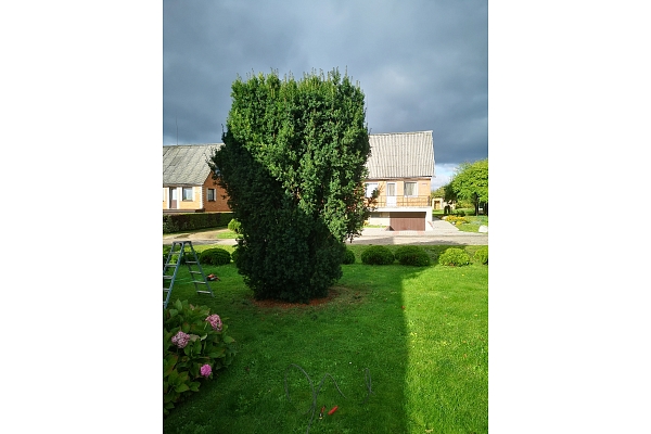 Bīstamo koku zāģēšana, koku kopšana, arborists