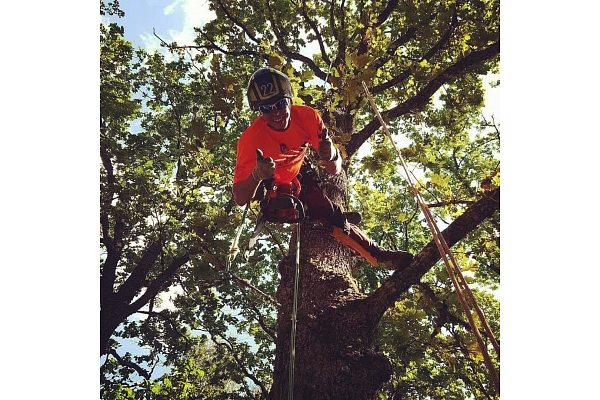 Bīstamo koku zāģēšana, koku kopšana, arborists