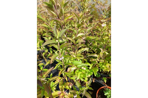 dekoratīvo stādu audzēšana