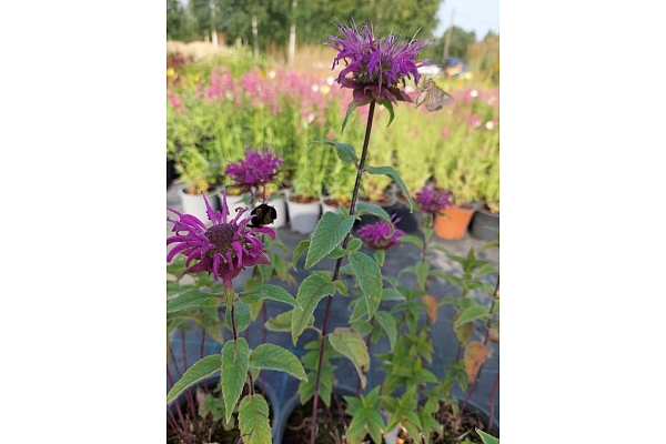 daudzgadīgo puķu stādi