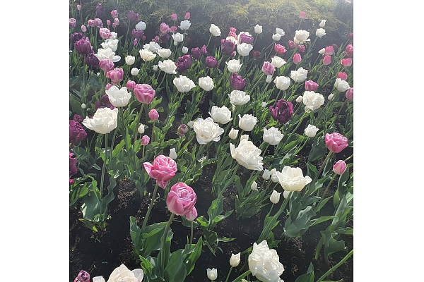 Puķu dobes ierīkošana