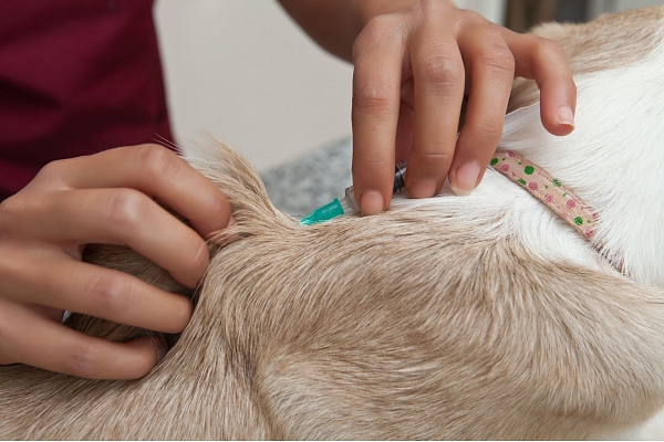 Veterinārā palīdzība