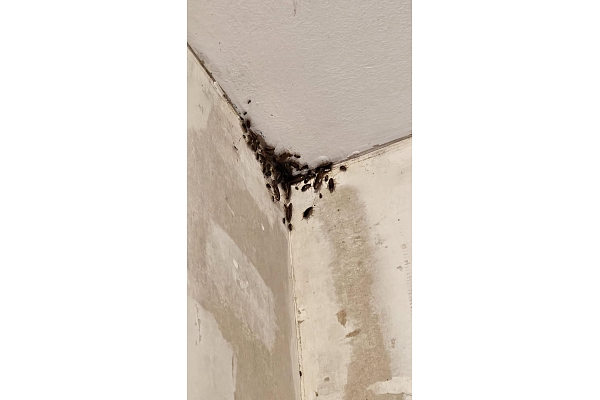 Dezinfekcija mājokļiem