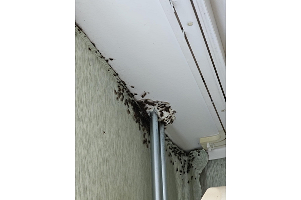 Kaitēkļu apkarošanas speciālisti