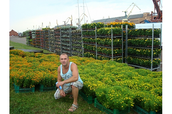 vasaras puķu stādi