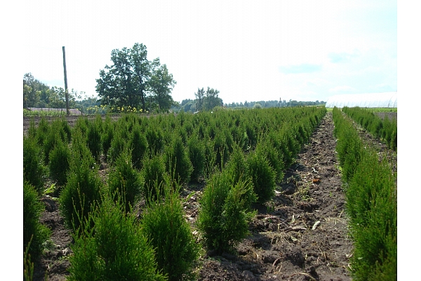 dārzkopības uzņēmums