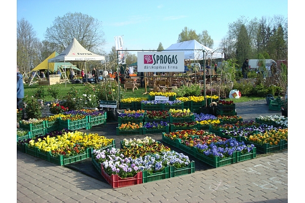 vasaras puķu stādi