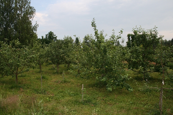 Kalsnavas stādaudzētava