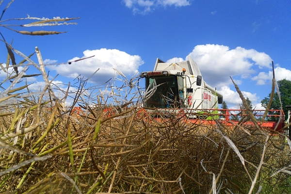 Kalnieši, augkopība