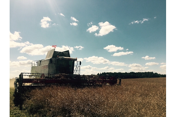 Kalnieši, augkopība