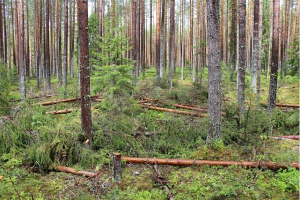 Mežizstrāde, Mežu pirkšana, vērtēšana, cirsmu pirkšana, pērk mežus, (mežs, meži) pērk cirsmas, dastošana, stigošana, kopšana, meža taksācija, inventarizācija, vērtēšana.Vidzeme.