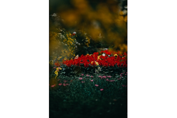 Floristika