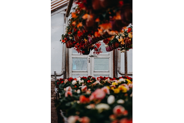 Apzaļumošana