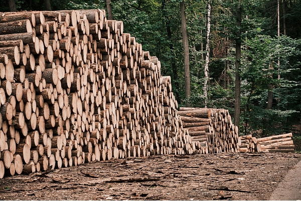 Ciršanas tiesību iegāde