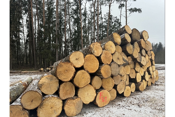 Kokvedēja pakalpojumi