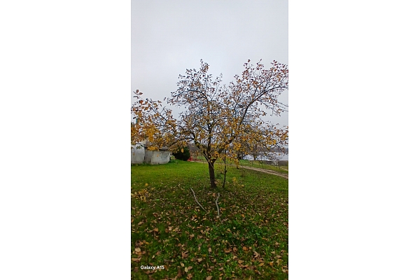 Apzaļumošana