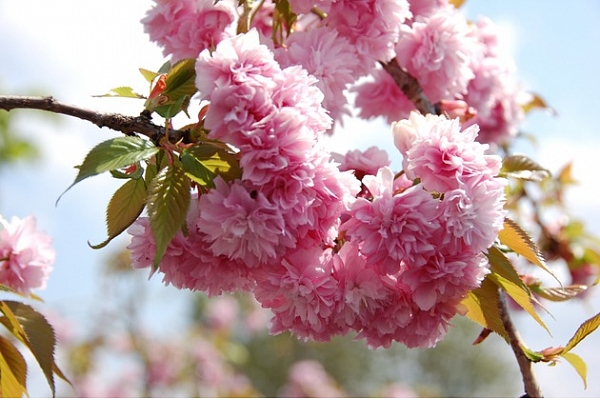 Prunus serrulata kiku shidare sakura