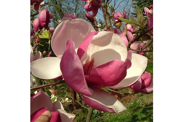 Sīpoli magnolia rustica rubra