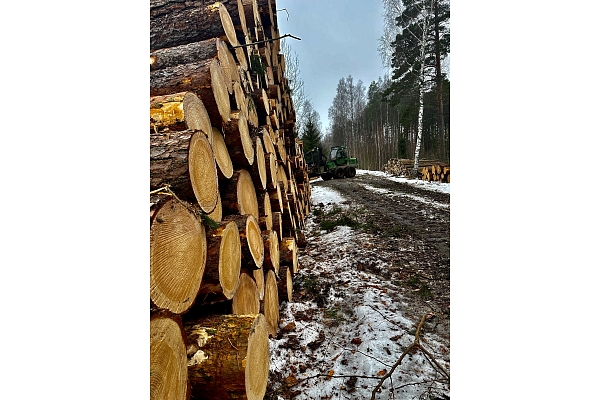 Meža realizācija