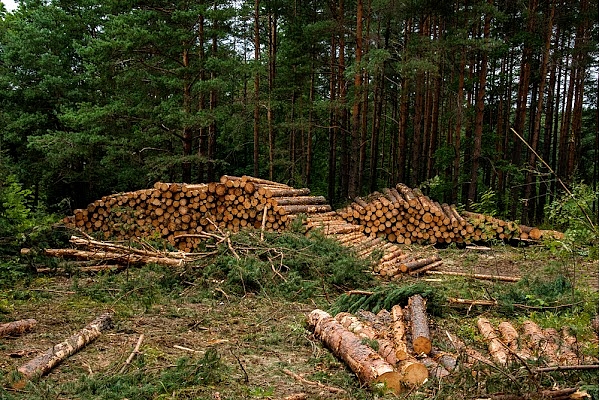 Mežizstrādes pakalpojumi