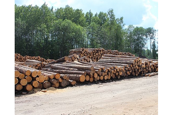 Kokmateriāli - egles zāģbaļķi