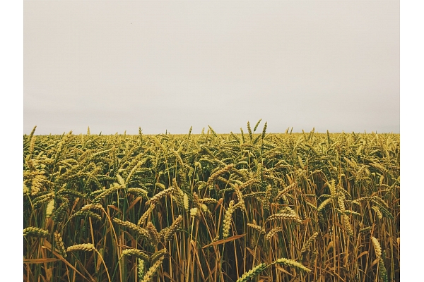 Lauksaimniecības zemju noma