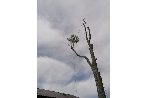 Arborists