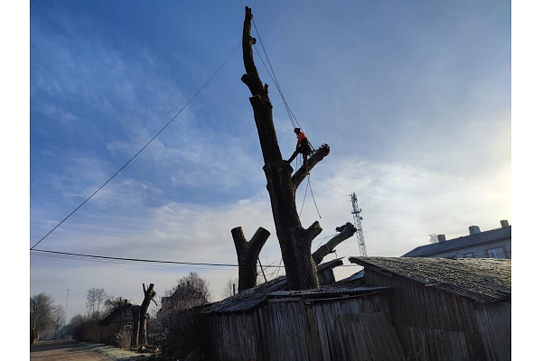 Arboristu pakalpojumi