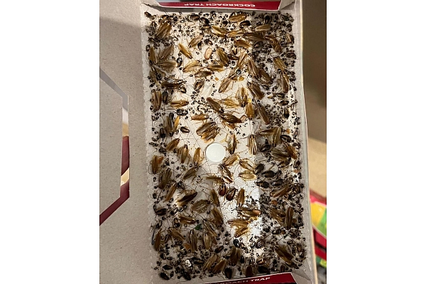 Prusaku iznīcināšana