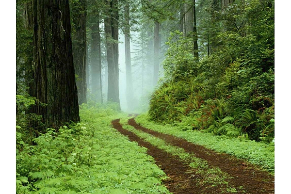 Kokvedēja pakalpojumi