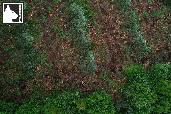 mežizstrāde un mežsaimniecība