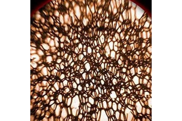 Slēgto šūnu poliuretāna putas