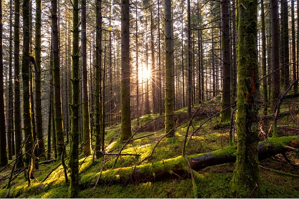 biotopu inventarizācija